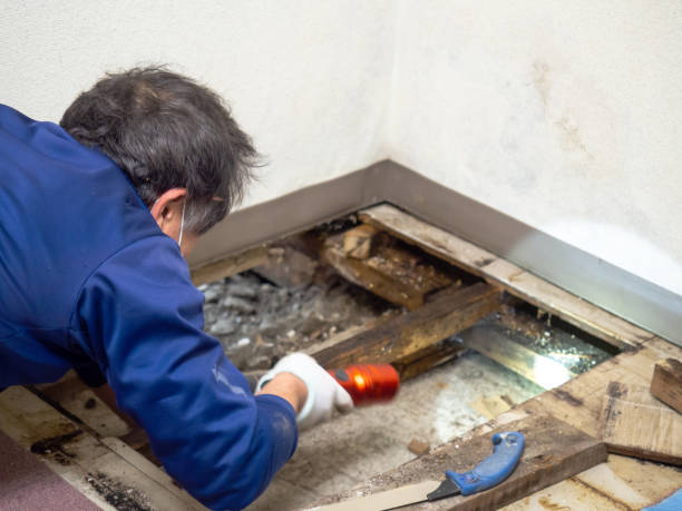 Best Affordable Mold Removal  in Roan Mountain, TN