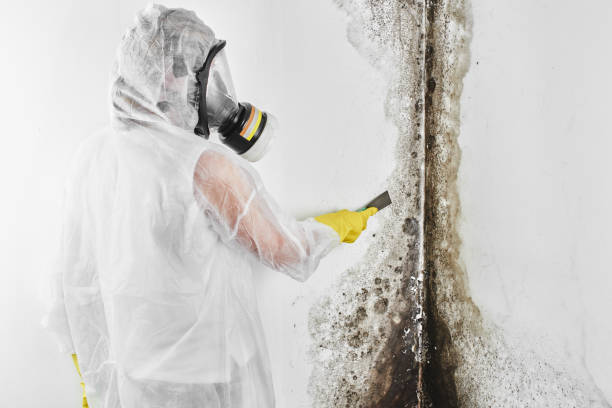 Crawl Space Mold Removal in Roan Mountain, TN