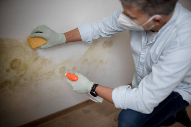 Best Attic Mold Removal  in Roan Mountain, TN