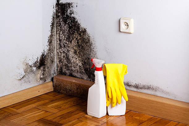 Best Fast Mold Removal  in Roan Mountain, TN